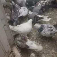 کبوتر ساعتی