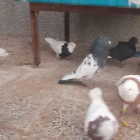 کفترسر دم سبز|پرنده|زرند, |دیوار