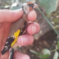 سهره نر|پرنده|لیسار, |دیوار