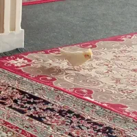 دو عدد عروس هلندی|پرنده|پاکدشت, پاکدشت (مامازند)|دیوار