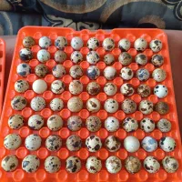 تخم بلدرچین خوراکی و نطفه دار|حیوانات مزرعه|نجف‌آباد, جوزدان|دیوار