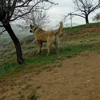 سگ سرابی|سگ|شازند, |دیوار