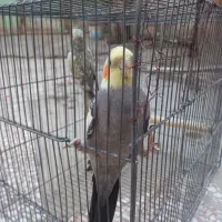 عروس