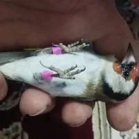 سهره نر و ماده