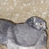 کفتر سر حال