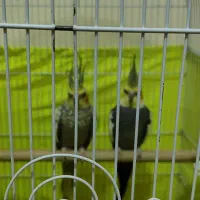 عروس هلندی