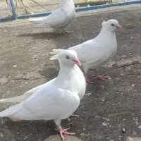 دو عدد کبوتر سفید بازیکن‌
