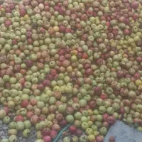 فروش سیب