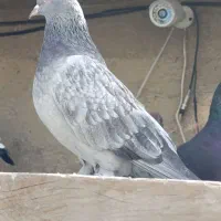 کبوتر ترکیه ای