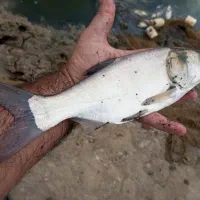 بچه آمور ماهی کپور|ماهی|گرگان, |دیوار