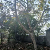 زمین شهری در شاندرمن مسکونی|فروش زمین و ملک کلنگی|شاندرمن, |دیوار