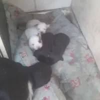 سگ مینیاتوری با۵تاتولش|سگ|خرم‌آباد, |دیوار