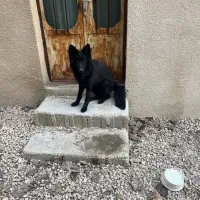 سگ ژرمن بلک مو بلند