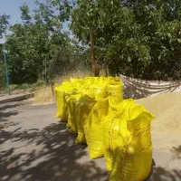 جو دیم تمیز