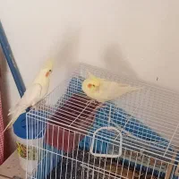 عروس هلندی|پرنده|جوین, |دیوار