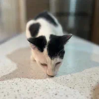 واگذاری گربه دی اس اچ شیطون و خونگرم|گربه|بابل, |دیوار