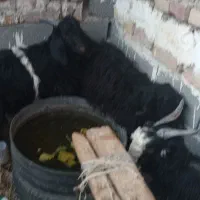 گوسفند|حیوانات مزرعه|فردوس (خراسان), |دیوار