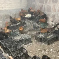 مرغ تخم گزار گلین،گلپایگانی،مرندی