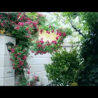 177متر-ویلایی-شمالی-عرض-10-پاستور-قائم