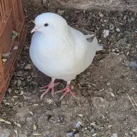 کبوتر پرشی|پرنده|قیدار, |دیوار