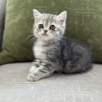 واگذاری بچه گربه اسکاتیش آنفولد (تبی گلد)