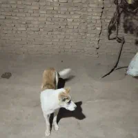 توله  سگ خراسانی|سگ|سبزوار, ایزی شهر|دیوار