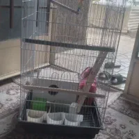 قفس پرنده