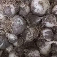 موسیر تازه کوهی قیمت ۳۵۰ هزار