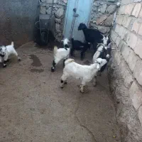 سه راس بز و چهار راس بزغاله|حیوانات مزرعه|ازنا, |دیوار