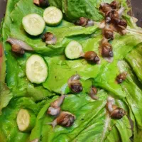 بچه حلزون
