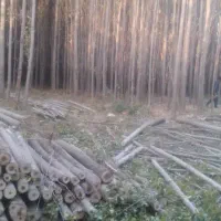 خدمات خرید چوب آلات و چوب گردو به بالاترین قیمت|خدمات باغبانی و درختکاری|الشتر, |دیوار