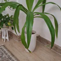 گل سوسن عنکبوتی بزرگ