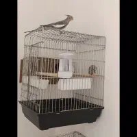 عروس هلندی رام