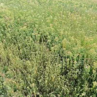 یک هکتار زمین گلخانه ای|فروش دفتر صنعتی، کشاورزی، تجاری|خواجه, |دیوار