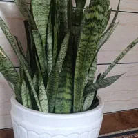 گل سانسوریا و کاکتوس