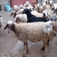 گوسفند