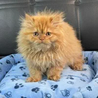 بچه گربه های تو دل بروی ناز|گربه|اهواز, کیانپارس |دیوار