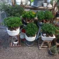 گل بونسای میخک هندی|گل و گیاه طبیعی|مشهد, حضرت حجت|دیوار