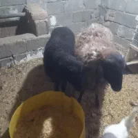 دوتامیش ابستن