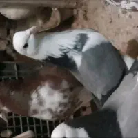 باخت رفته هر کی پیدا کنه دو ملیون مژدگانی میدم|حیوانات|سجاس رود, |دیوار