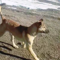 ۱۵۰۰۰۰۰۰۰میلیون|سگ|ماهنشان, |دیوار