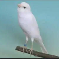 قناری معاوضه عروس هلندی