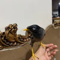 مینا افغانی سخنگو فول آشتی تعویض با قناری|پرنده|بندرعباس, |دیوار