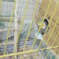 یک جفت عروس هلندی تخم گزار|پرنده|مهر, |دیوار