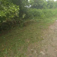 علف تراشی و سم پاشی باغ بادستگاه علف تراش وسم پاش|خدمات باغبانی و درختکاری|کلاچای, |دیوار