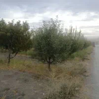 باغچه سنددار 530 متری کیلومتر4جاده تاناکورا|فروش دفتر صنعتی، کشاورزی، تجاری|ارومیه, |دیوار