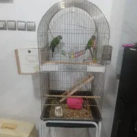 گرینچیک|پرنده|رضویه, |دیوار