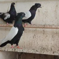 4 عدد نر سینه ای