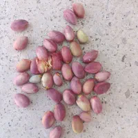 پسته کله قوچی|خوردنی و آشامیدنی|تهران, ستارخان|دیوار