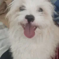 دو تا سگ شیتزو خوشگل و بازی خوش. بی صدا